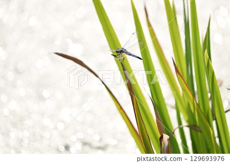 A damselfly resting on a reed near the water A damselfly resting on a reed near the water 129693976