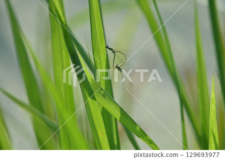 Dragonfly that stops in the grass 129693977