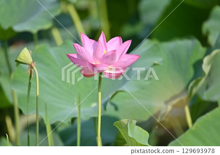 Lotus flower Lotus flower 129693978