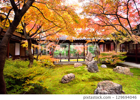 Autumn leaves in Choon Garden in the main courtyard of Kenninji Temple Autumn leaves in Choon Garden in the main courtyard of Kenninji Temple 129694046