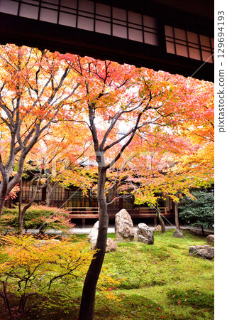 Autumn leaves in Choon Garden in the main courtyard of Kenninji Temple Autumn leaves in Choon Garden in the main courtyard of Kenninji Temple 129694193