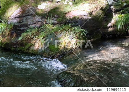 A clear stream surrounded by trees near Otome Falls in Nasu, Tochigi Prefecture A clear stream surrounded by trees near Otome Falls in Nasu, Tochigi Prefecture 129694215