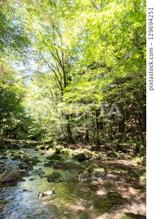 A clear stream surrounded by trees near Otome Falls in Nasu, Tochigi Prefecture 129694251