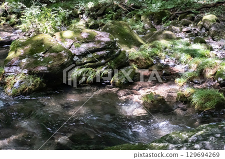A clear stream surrounded by trees near Otome Falls in Nasu, Tochigi Prefecture A clear stream surrounded by trees near Otome Falls in Nasu, Tochigi Prefecture 129694269