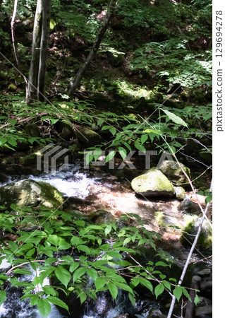 A clear stream surrounded by trees near Otome Falls in Nasu, Tochigi Prefecture 129694278