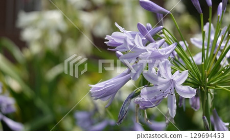 百子花 129694453