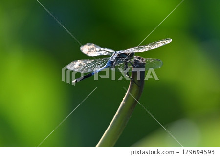A dragonfly that stops on the leaves A dragonfly that stops on the leaves 129694593