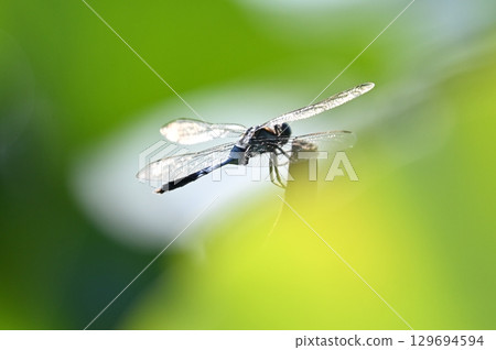 Dragonfly that fits in branches Dragonfly that fits in branches 129694594
