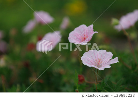 Pink Akebono Fuurosou flowers are in bloom 129695228