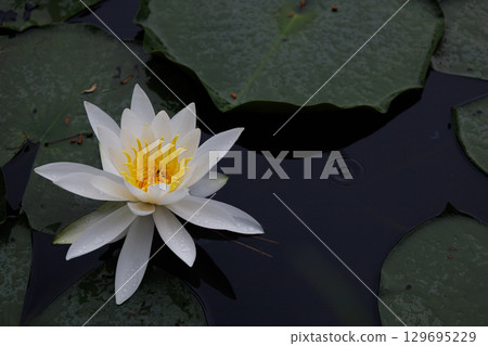 White water lilies blooming in the rain White water lilies blooming in the rain 129695229