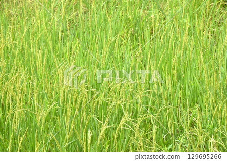 rice paddy growing on branch and flowing from wind blow in farm  129695266