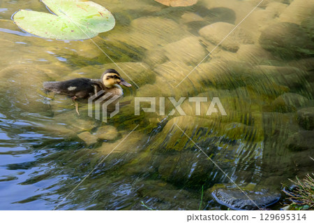 Cargamo swimming in the pond Cargamo swimming in the pond 129695314