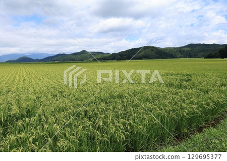 Paddy field 129695377