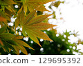 Maple leaves shining through the light 129695392