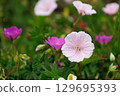 The lovely Akebono Geranium 129695393