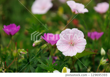 The lovely Akebono Geranium The lovely Akebono Geranium 129695393