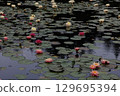 Lotus flowers floating in a pond in the rain 129695394