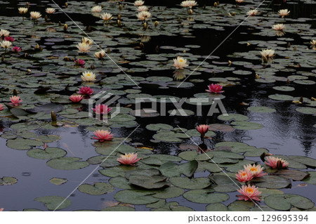 Lotus flowers floating in a pond in the rain Lotus flowers floating in a pond in the rain 129695394