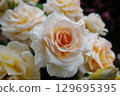 White Rose  129695395