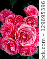 A red rose 129695396