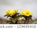 Fukujusou blooming in the garden in early spring 129695416