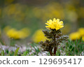 Adonis flowers blooming in the spring fields 129695417