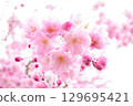 A close-up of transparent cherry blossoms 129695421