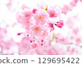 Transparent cherry blossoms 129695422