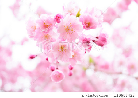 透明櫻花 129695422