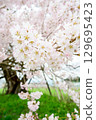 Cherry blossoms in full bloom 129695423