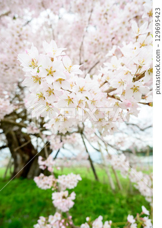 櫻花盛開 櫻花盛開 129695423