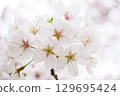 cherry blossoms are blooming 129695424