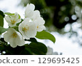 White camellia 129695425