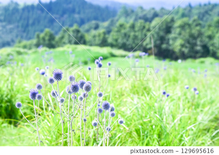 肥後台公園的肥後台花 129695616