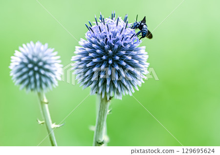 芙蓉花上的藍白色蜜蜂 129695624
