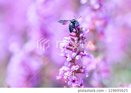 肥後台公園一朵花上的藍白相間的蜜蜂 129695625