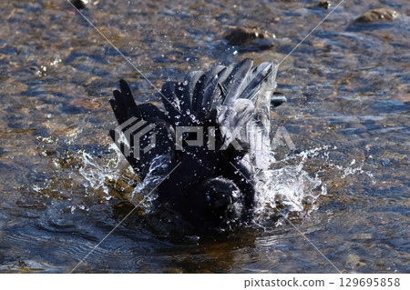 烏鴉在洗澡 129695858