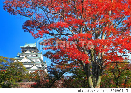 [Osaka Prefecture] Osaka Castle and autumn leaves on a clear day 129696145