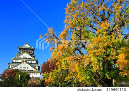[Osaka Prefecture] Osaka Castle and ginkgo trees on a clear day 129696150
