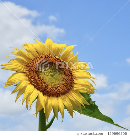 Beautiful sunflowers blooming towards the sun Beautiful sunflowers blooming towards the sun 129696206