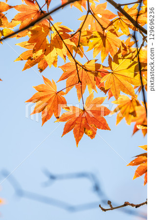 國立武藏山森林公園的秋葉 129696236