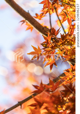 Autumn leaves of National Musashi Hills Forest Park Autumn leaves of National Musashi Hills Forest Park 129696237
