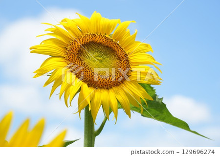Beautiful sunflowers blooming towards the sun - summer scenery 129696274