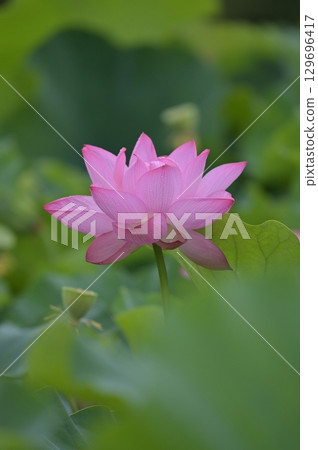 Landscape with lotus flowers 129696417