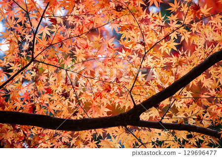 萬年寺的紅葉與落葉-島根縣的秋日風景 萬年寺的紅葉與落葉-島根縣的秋日風景 129696477