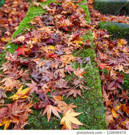 萬年寺的紅葉與落葉-島根縣的秋日風景 萬年寺的紅葉與落葉-島根縣的秋日風景 129696478
