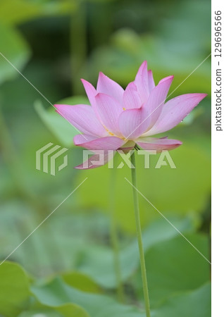 Landscape with lotus flowers Landscape with lotus flowers 129696566