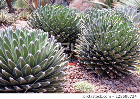 Close up image of Cactuses in a botanical garden. Close up image of Cactuses in a botanical garden. 129696724