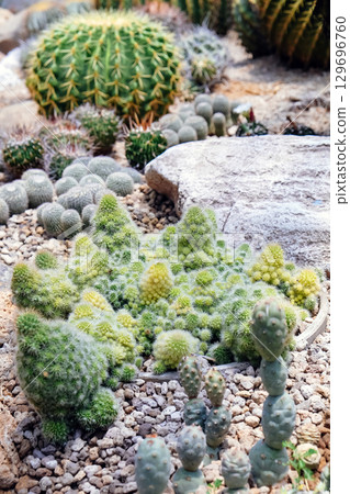 Cactus garden with many types of cacti in the garden Cactus garden with many types of cacti in the garden 129696760