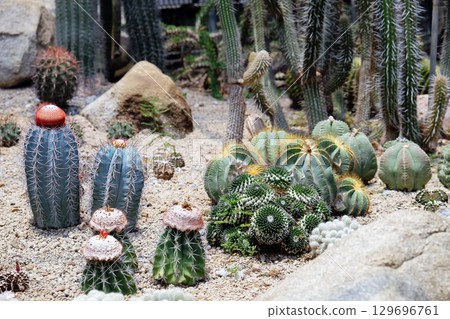 Cactus garden with many types of cacti in the garden Cactus garden with many types of cacti in the garden 129696761